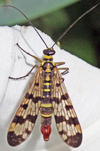 Panorpa sp.